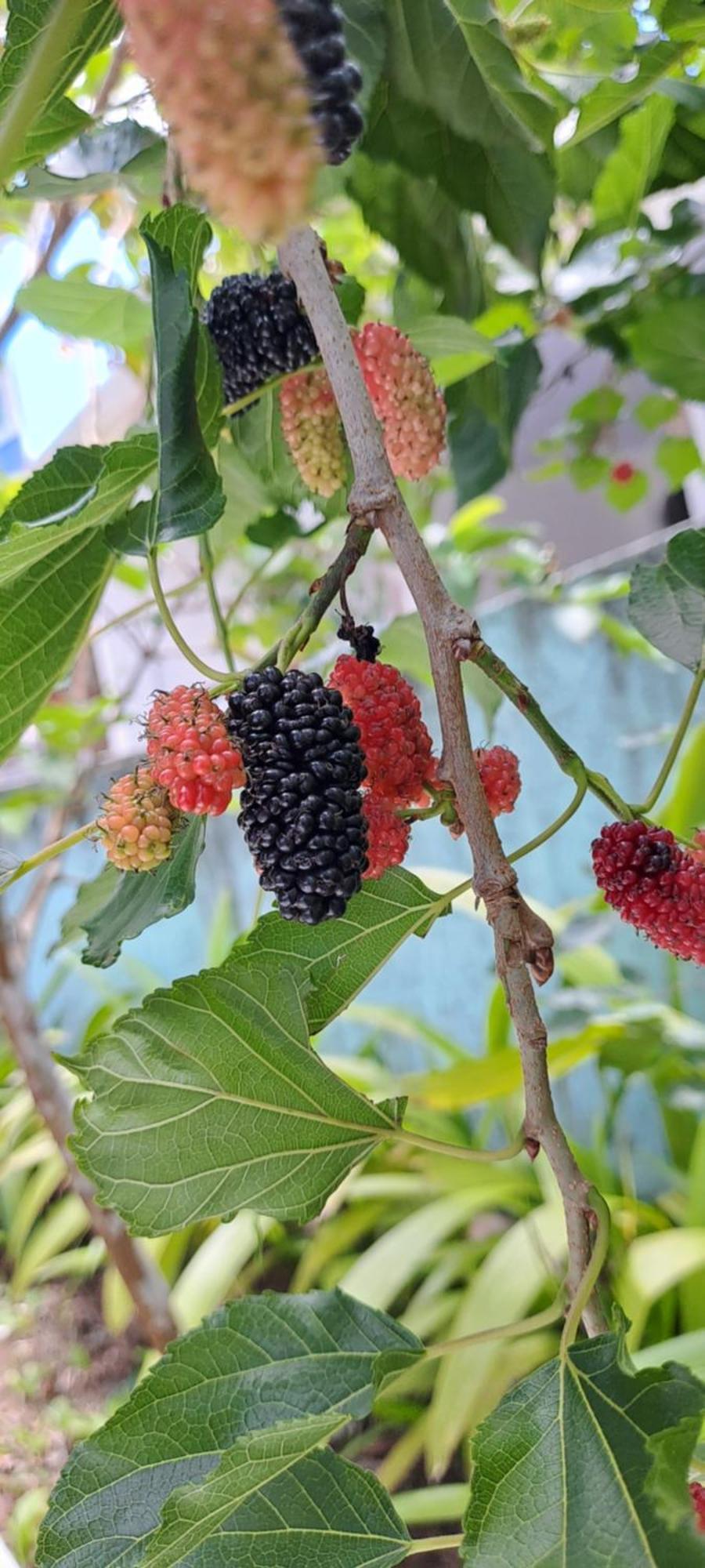 Pousada Top Mairipora Estalagem Mairiporã